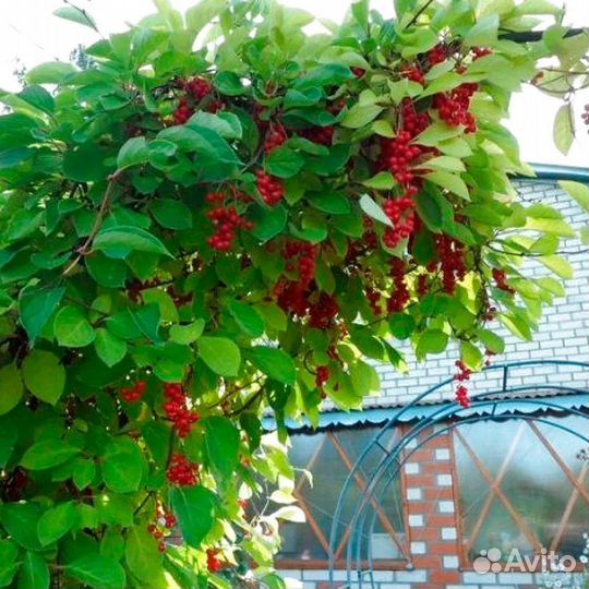 Лимонник китайский. Саженцы