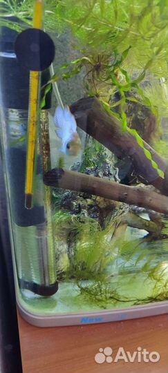 Наннакара Неоновая Электрик блю