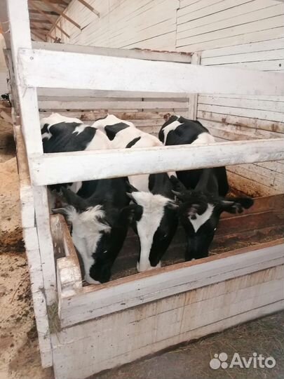 Продам бычков и телок молочного направления