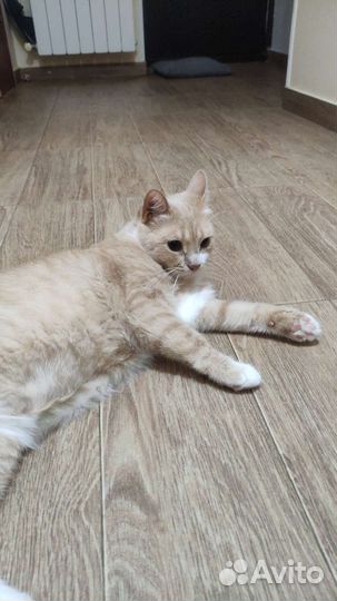 Кошка в добрые руки