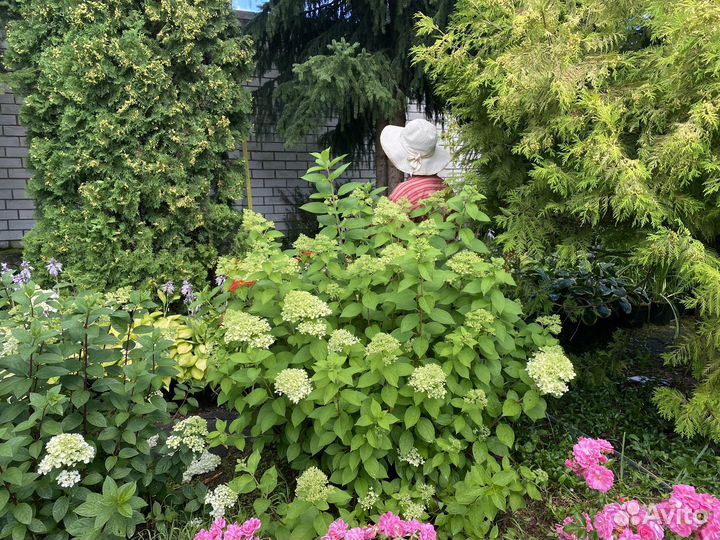 Гортензии метельчатые крупномеры в горшках 80 л