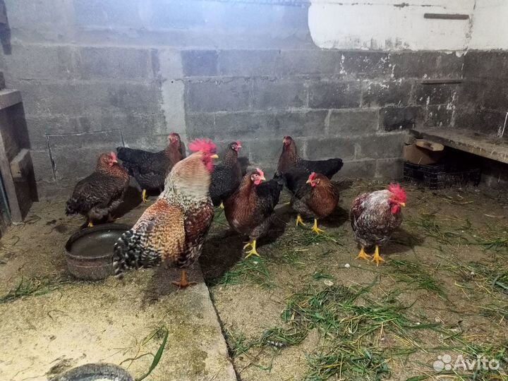 Яйцо инкубационное