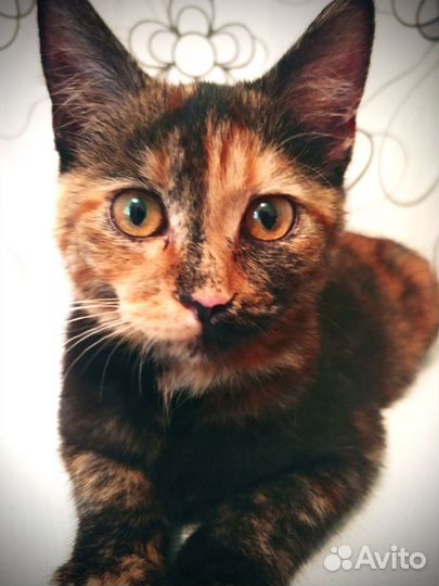 Девочка 4 мес