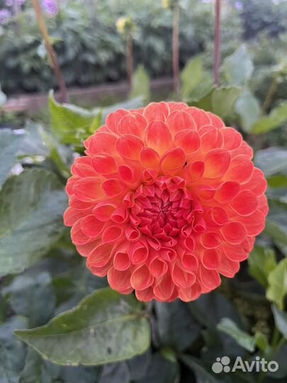 Георгины срезка