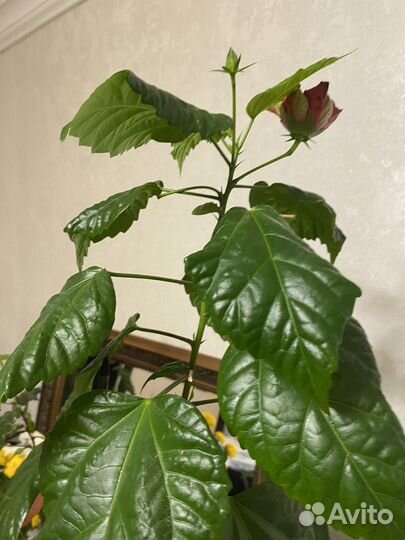 Продам гибискус 2 сорта