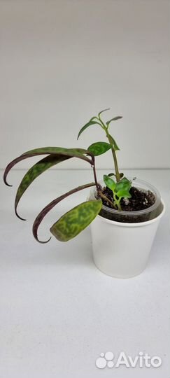 Эсхинантус мраморный