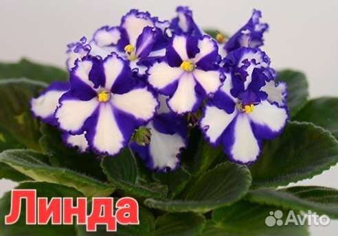 Сортовые фиалки листики