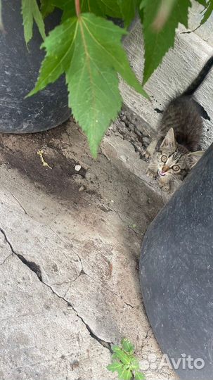 Котёнок ищет дом