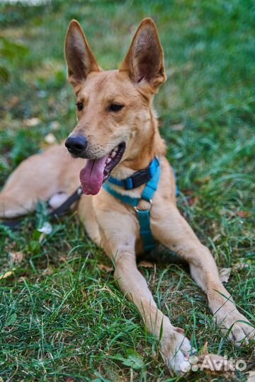 Собака в добрые руки