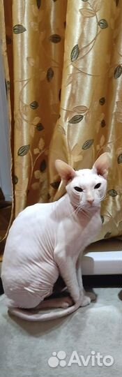 Донской сфинкс котята