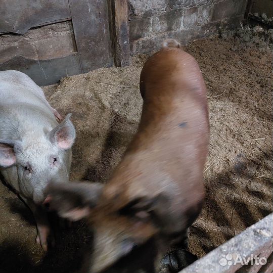 Сельхоз животные