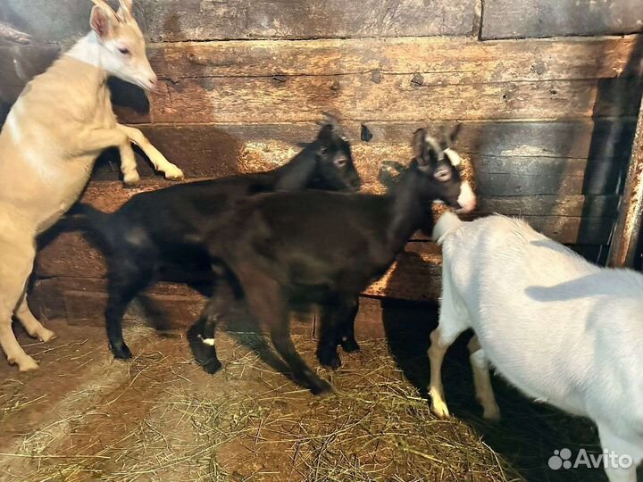 Козы козлята