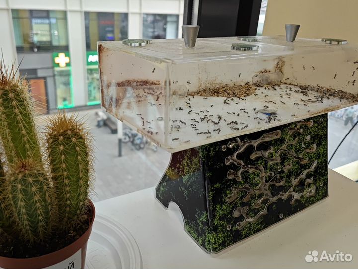 Муравьиная ферма с муравьями antplanet жнецы