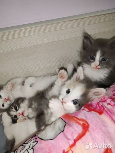 Кошка в дар