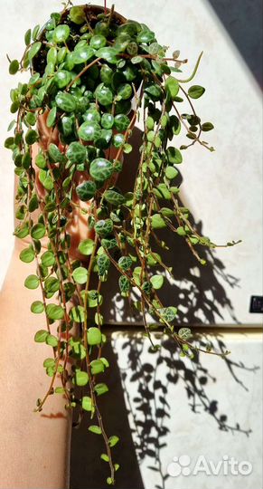 Срезы редких комнатных растений