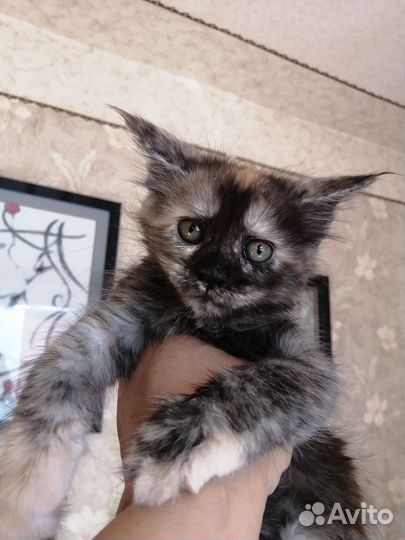 Котята мейн-кун