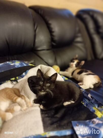 Котенок в добрые руки