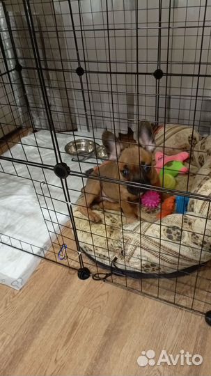 Вольер для щенков в квартиру