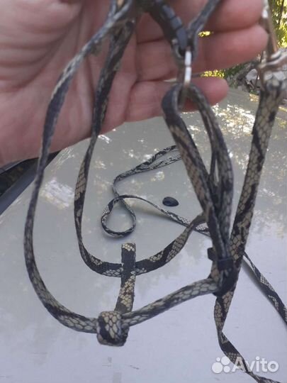 Комбинезон для маленьких собак и шлейка-поводок