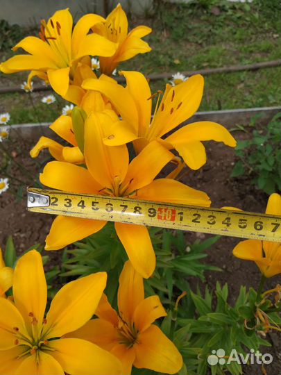 Многолетники для дачи