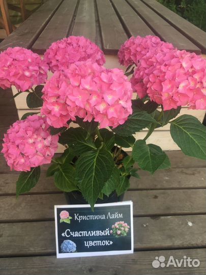 Гортензия крупнолистная саженцы