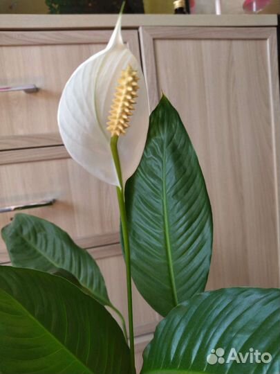 Спатифиллум