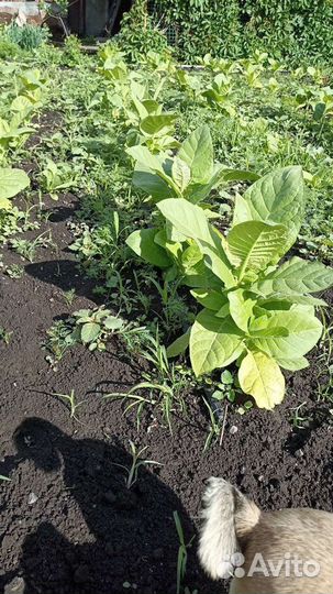 Семена табака, укропа,мелиссы,мяты