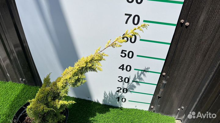 Можжевельник Плюмоза Ауреа