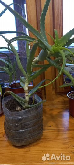 Алое столетник