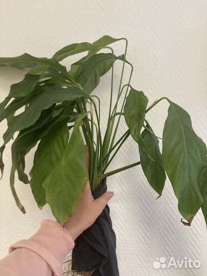 Спатифиллум