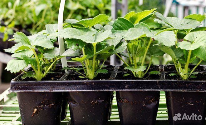 Саженцы клубники сорт Маршал