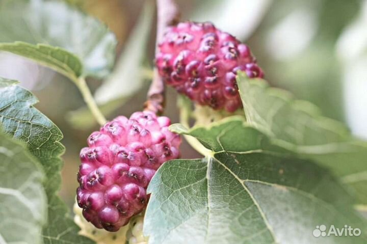 Саженцы розовой шелковицы