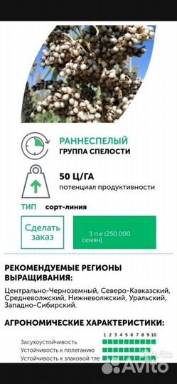 Семена Сорго зерновое. Сорго белое. сорт Самба