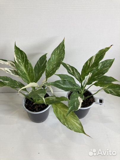 Спатифиллум домино