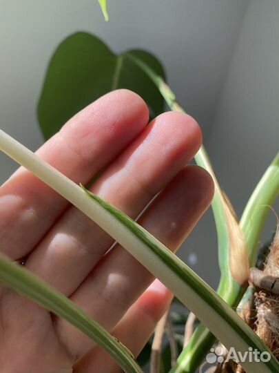 Монстера альба