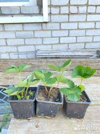 Клубника сорт вивара