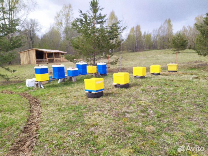 Продам пасеку