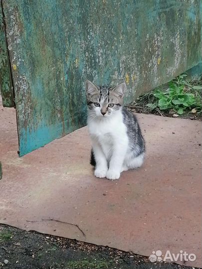 Котята в добрые руки бесплатно