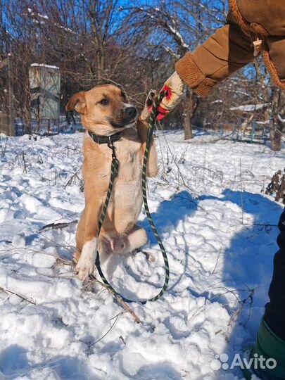 Отдам в добрые руки