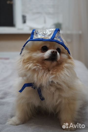 Дождевик для маленьких собак