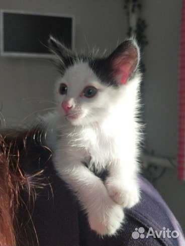 Котёнок/мальчик