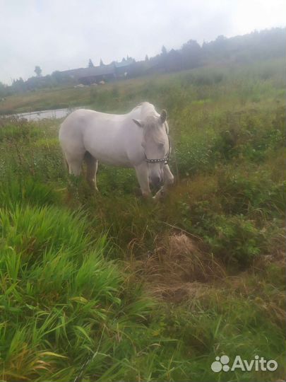 Продам кобылу цена 120000