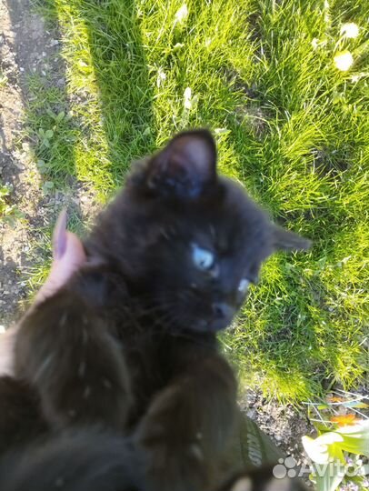 Котёнок-мальчик в добрые руки