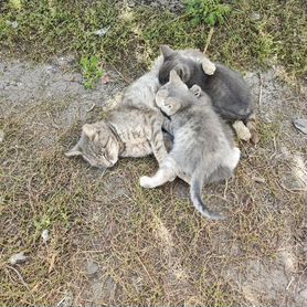 Котята отдам в добрые руки бесплатно