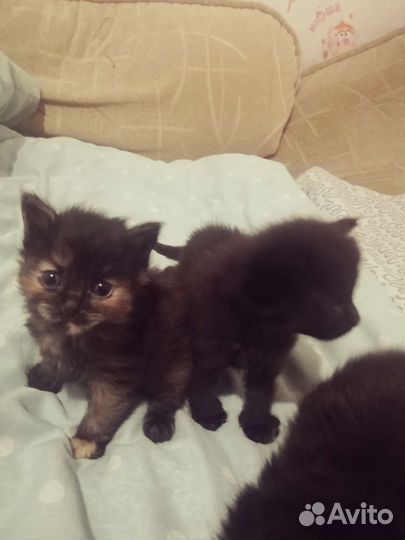 Кошка бесплатно