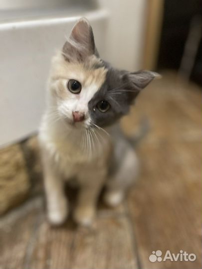Очаровательные котики
