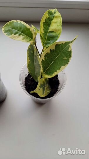 Фикус бенджамина пестролистный