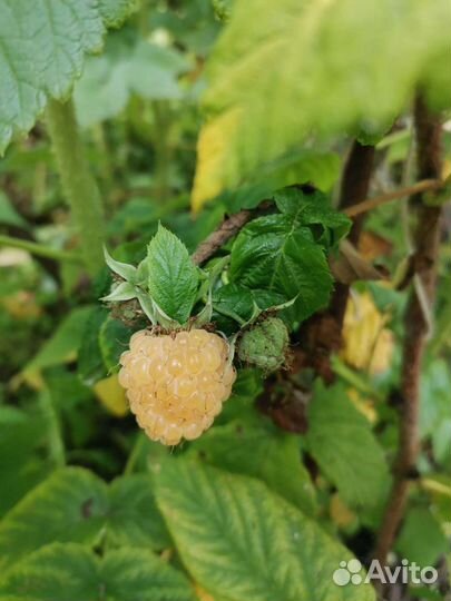 Жёлтая крупная малина 