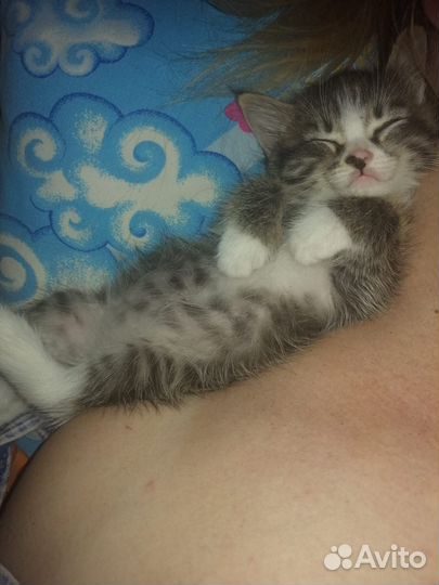 Кошка, коты