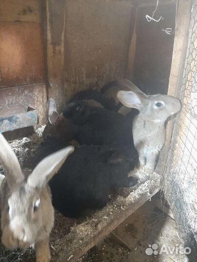 Кролики мясных пород